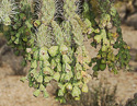 fruit in chain