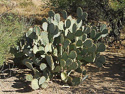 Opuntia engelmannii