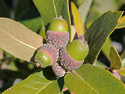 acorns