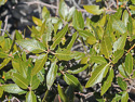 leaves