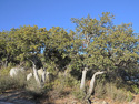 Quercus hypoleucoides