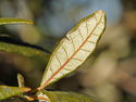 leaf underside