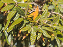 leaves