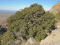 Quercus oblongifolia