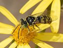 bee collecting nectar