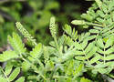 young catkins