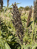 Sorghum