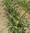 Sorghum