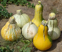 Fruit (squash)