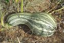 Ripe squash