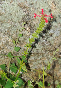 Stachys coccinea