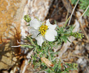 leaves and flower