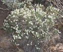 flowers in May