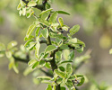 twigs and leaves