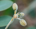 Flower buds