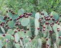 Opuntia engelmannii