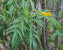 Tecoma stans unopened flower