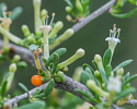 flowers and fruit