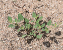 Boerhavia erecta