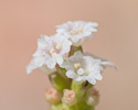 flower details