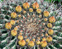 Ring of flower buds