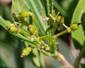 Dodonea viscosa young fruit