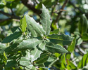 leaves