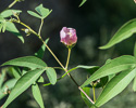 flower and leaves