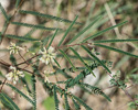 leaves and flowers