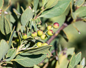 Arctostaphylos pungens fruit