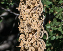 Dasylirion wheeleri flowers