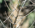 flower stalk twigs