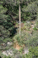 Dasylirion wheeleri in flower