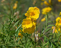 Tecoma stans flowers 2