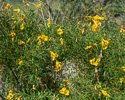 Tecoma stans flowers