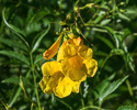 Tecoma stans flower