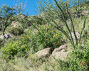 Tecoma stans habitat