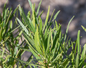 Dodonea viscosa leaves