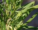 Dodonea viscosa with grasshopper