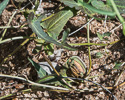 ripening fruit