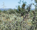 spiny branches