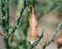 seed pod