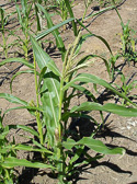 Corn stalk