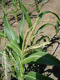 Corn leaves